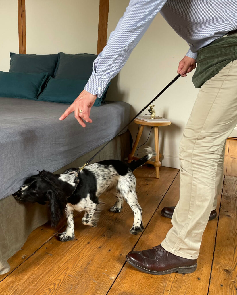 inspection-chien-punaise-lit-chambre