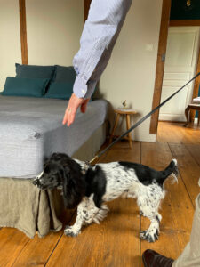 chien-uyak-inspection-lit-punaise-paris