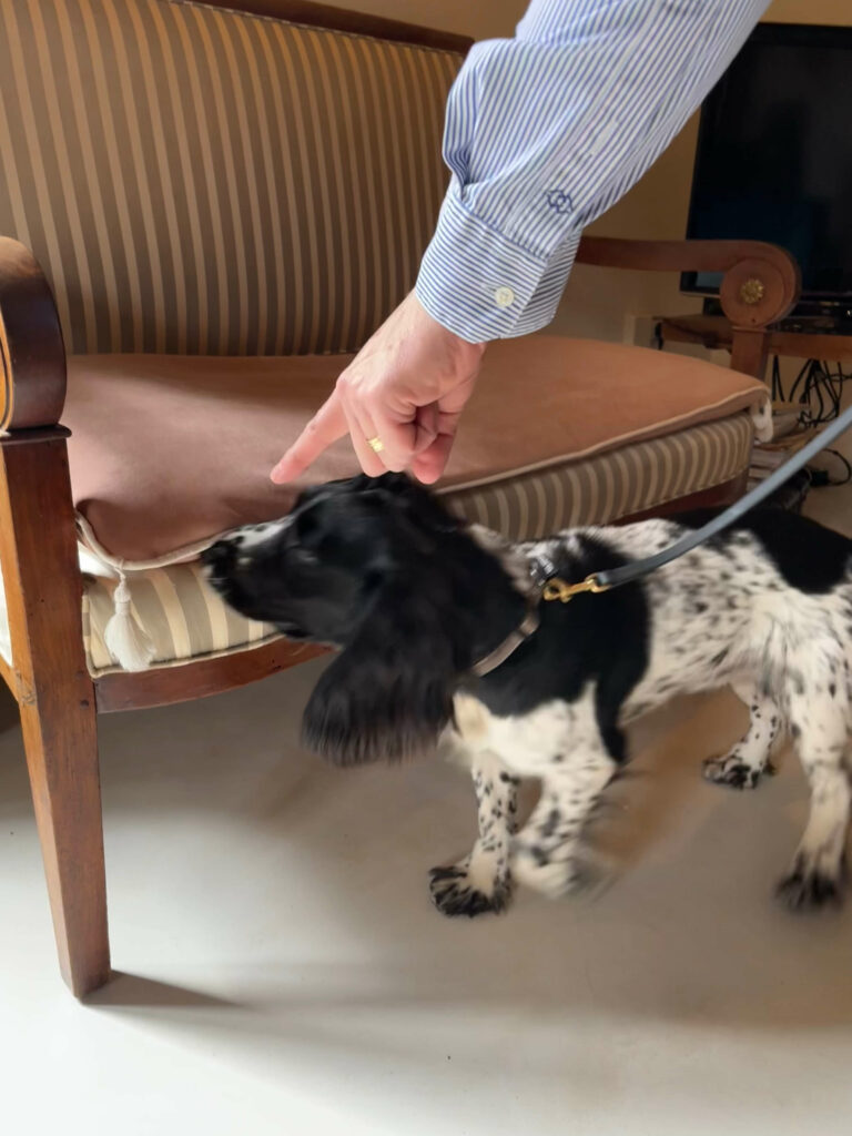 inspection-canine-fauteuil-detection-paris