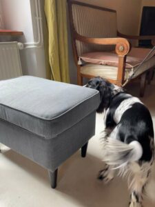 chien-detection-tabouret-punaise-lit-paris