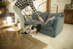Chien détecteur de punaises de lit reniflant un matelas dans une chambre