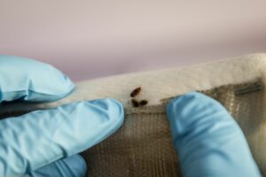 détection de punaises de lit